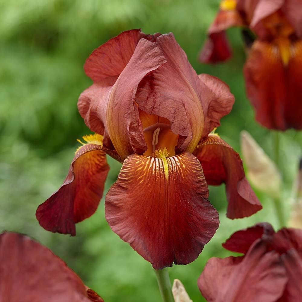 Iris Germanica (Stanjenel) Natchez Trace - Bulb Plantat In Ghiveci