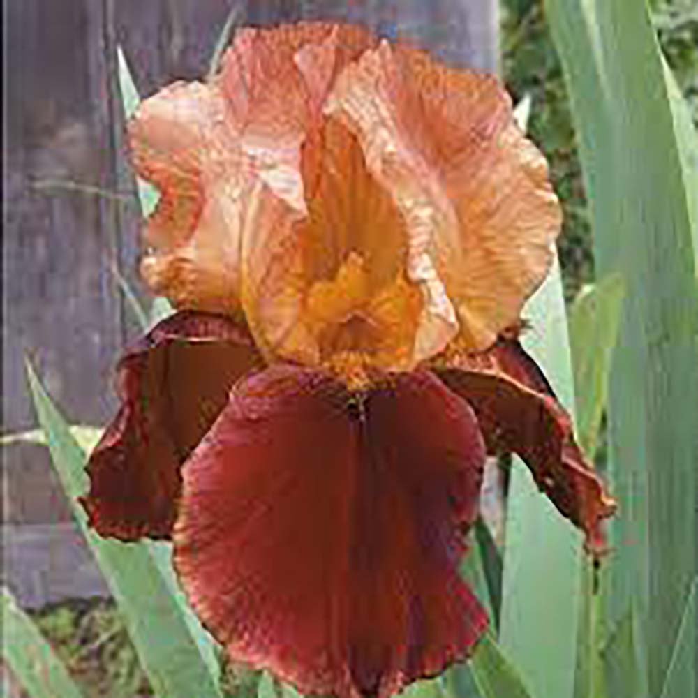 Iris Germanica (Stanjenel) Natchez Trace - Bulb Plantat In Ghiveci