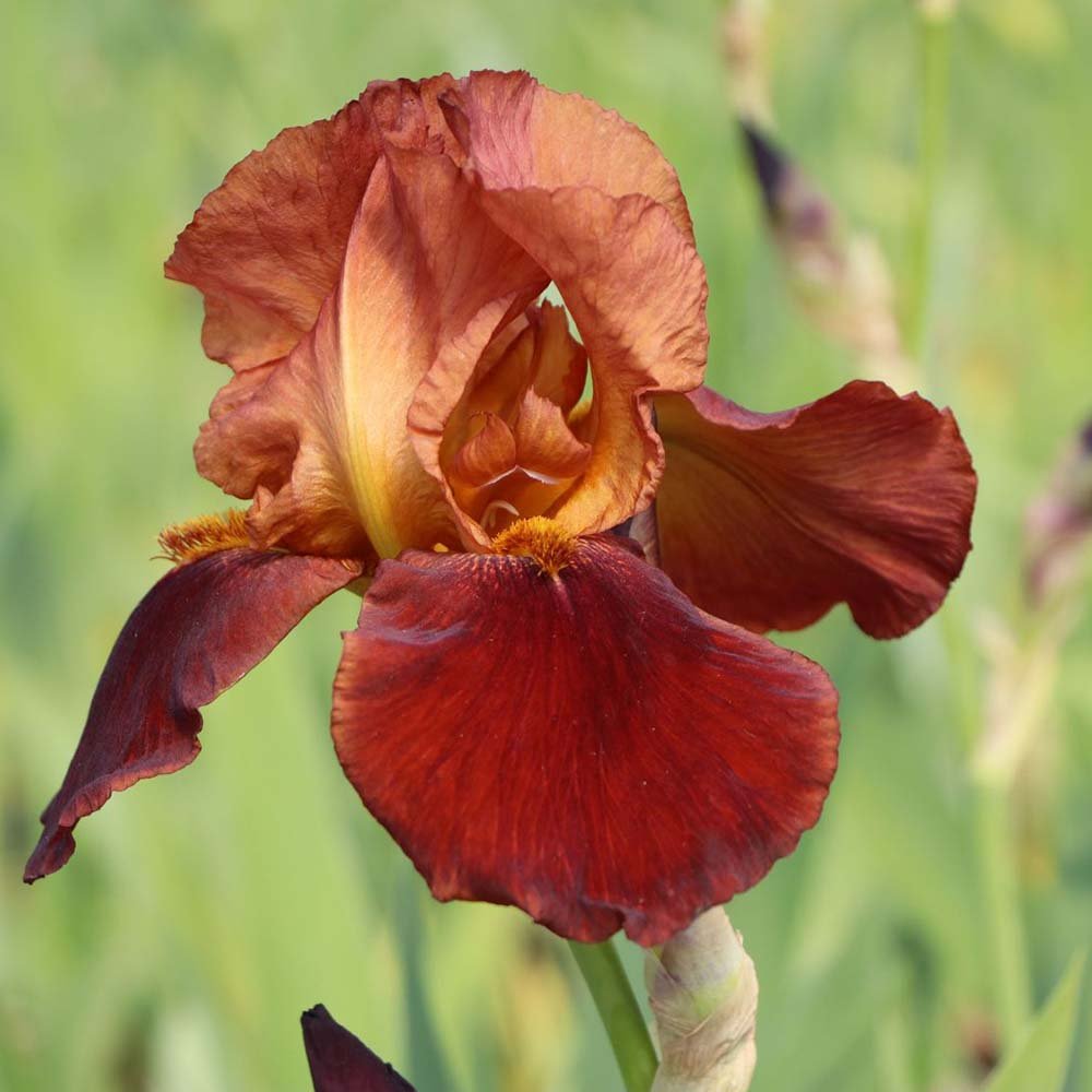 Iris Germanica (Stanjenel) Natchez Trace - Bulb Plantat In Ghiveci