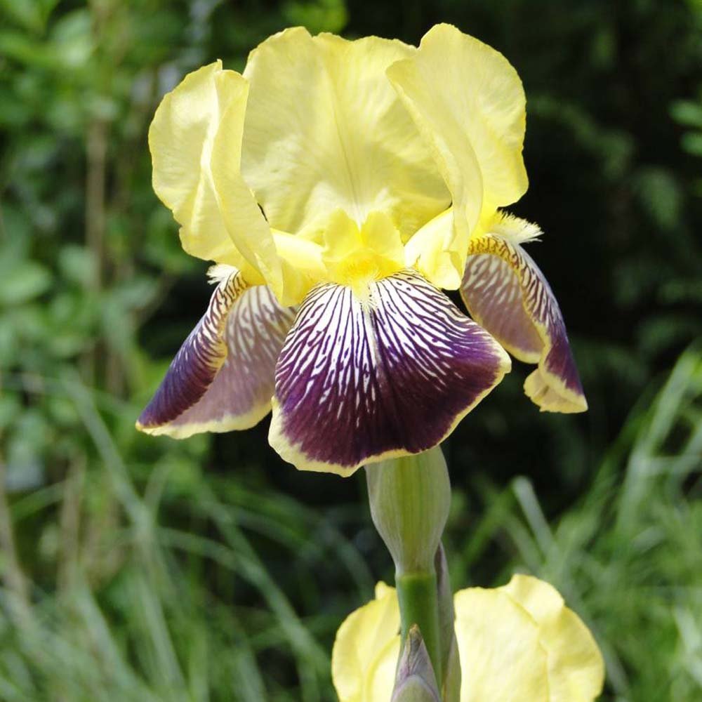 Iris Germanica (Stanjenel) Nibelungen - Bulb Plantat In Ghiveci