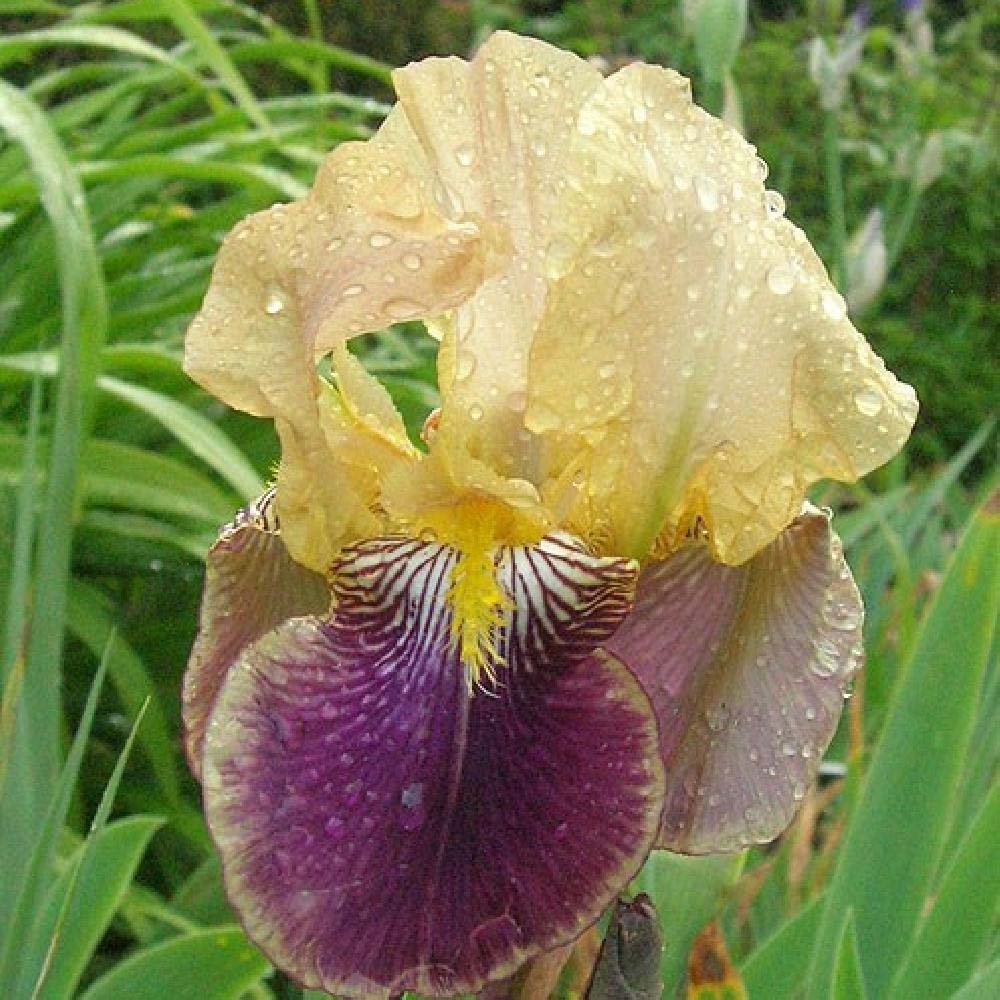 Iris Germanica (Stanjenel) Nibelungen - Bulb Plantat In Ghiveci