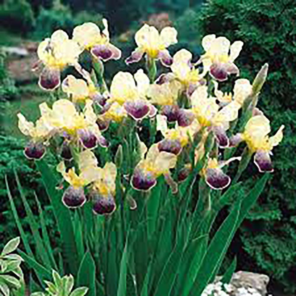 Iris Germanica (Stanjenel) Nibelungen - Bulb Plantat In Ghiveci