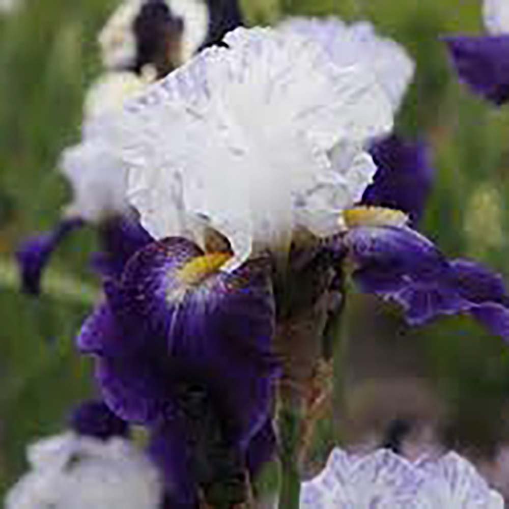 Iris Germanica (Stanjenel) Night Edition - Bulb Plantat In Ghiveci