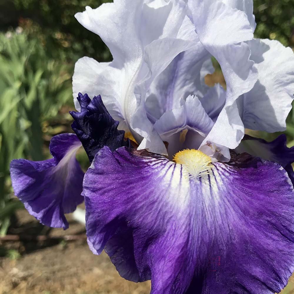 Iris Germanica (Stanjenel) Night Edition - Bulb Plantat In Ghiveci