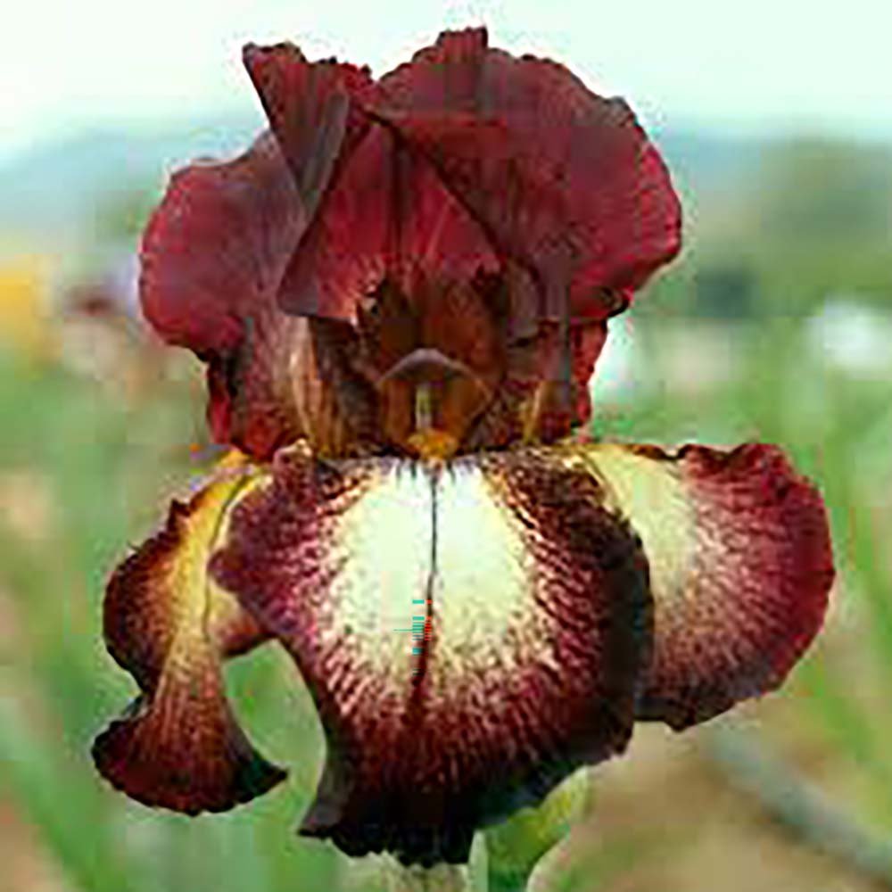 Iris Germanica (Stanjenel) Provencal - Bulb Plantat In Ghiveci