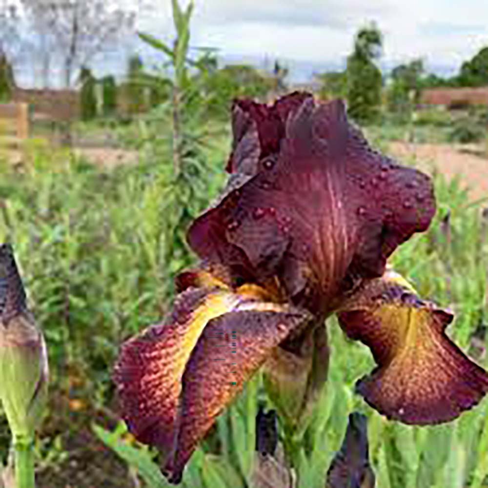 Iris Germanica (Stanjenel) Provencal - Bulb Plantat In Ghiveci