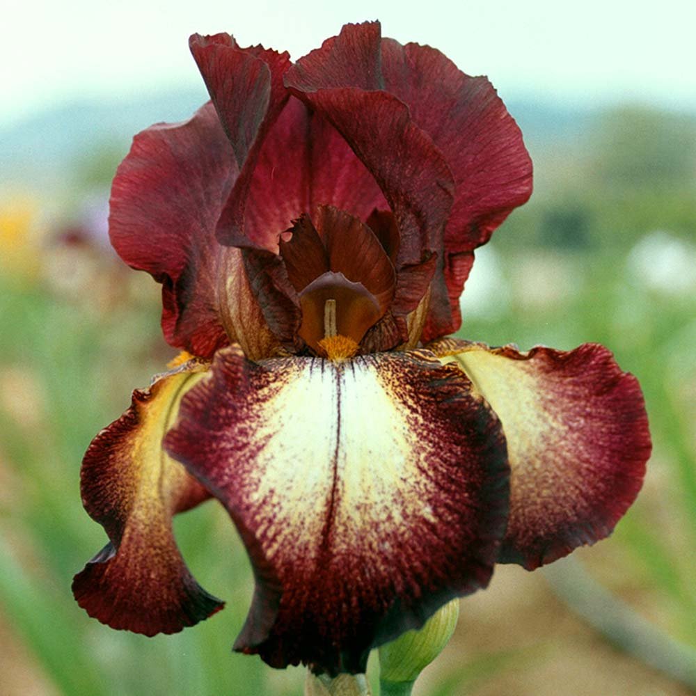 Iris Germanica (Stanjenel) Provencal - Bulb Plantat In Ghiveci