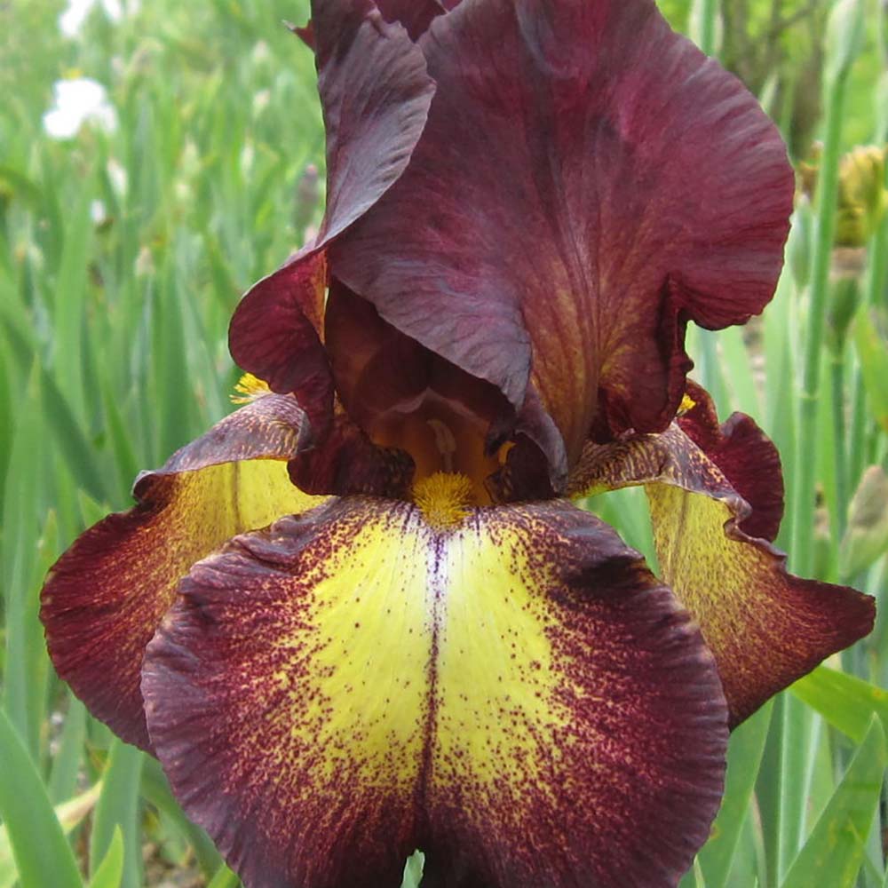 Iris Germanica (Stanjenel) Provencal - Bulb Plantat In Ghiveci