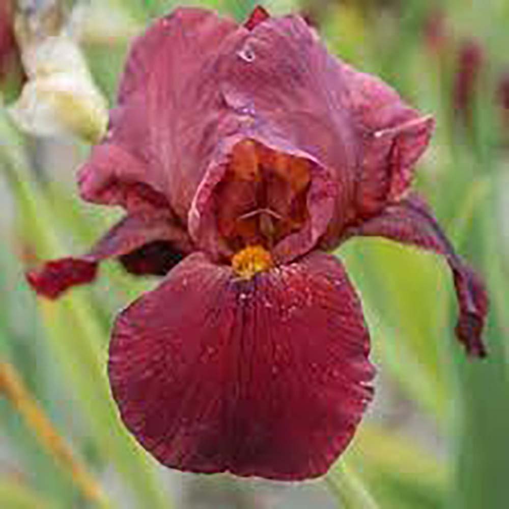 Iris Germanica (Stanjenel) Quechee - Bulb Plantat In Ghiveci
