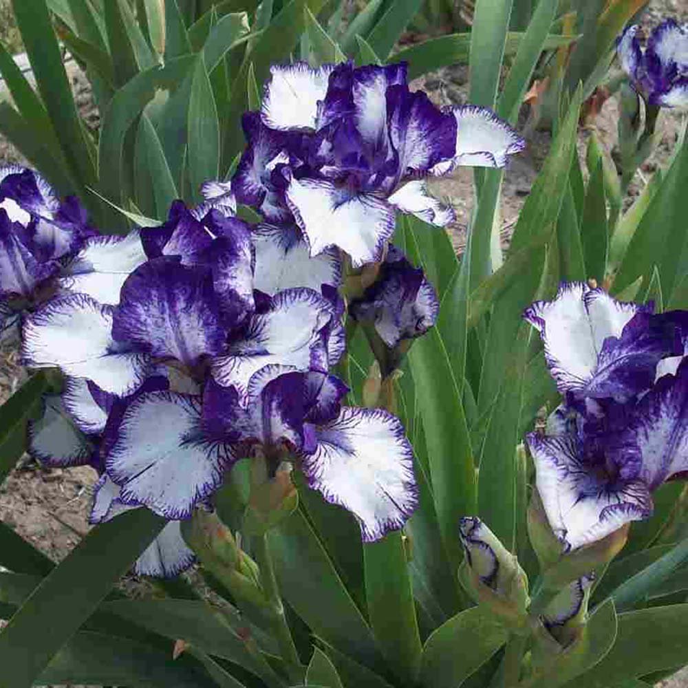 Iris Germanica (Stanjenel) Rare Edition - Bulb Plantat In Ghiveci