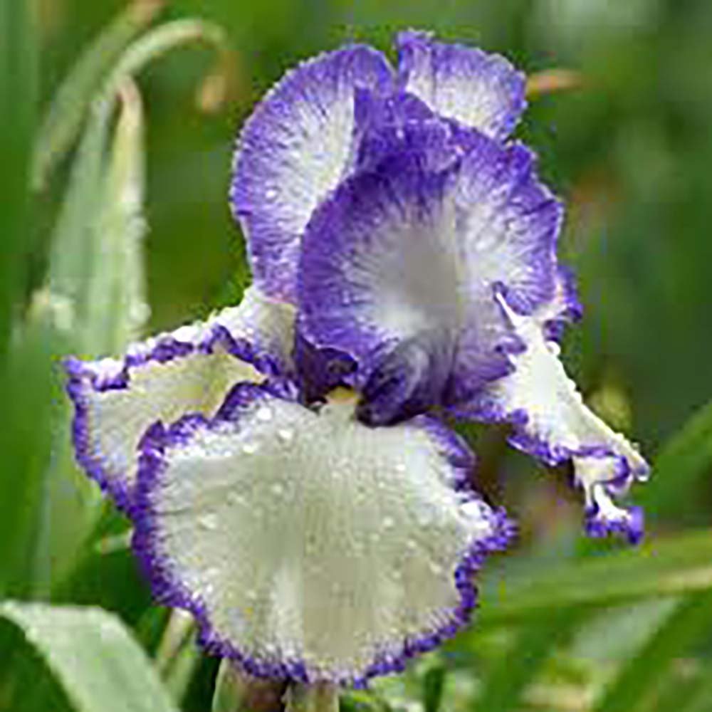 Iris Germanica (Stanjenel) Rare Edition - Bulb Plantat In Ghiveci