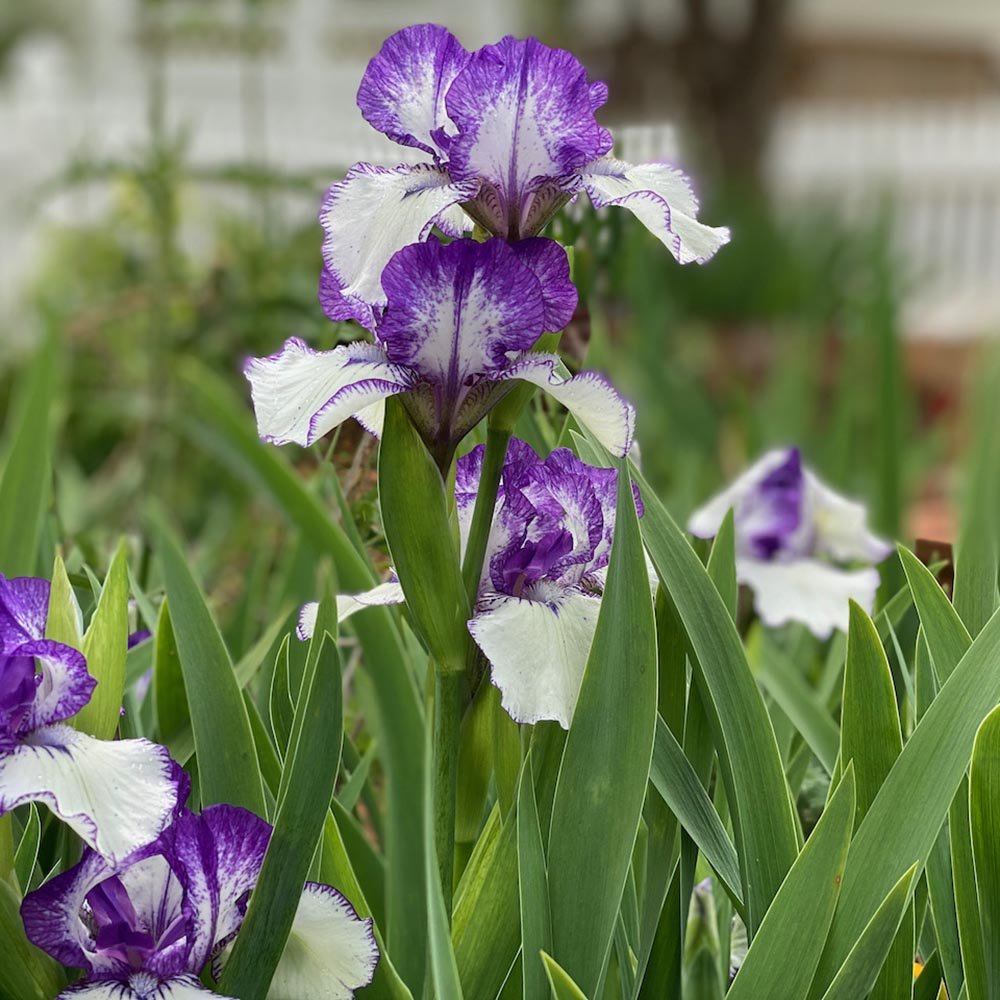 Iris Germanica (Stanjenel) Rare Edition - Bulb Plantat In Ghiveci