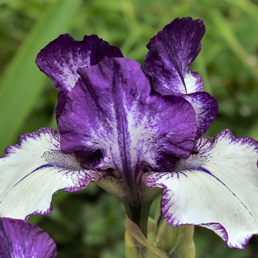Iris Germanica (Stanjenel) Rare Edition - Bulb Plantat In Ghiveci
