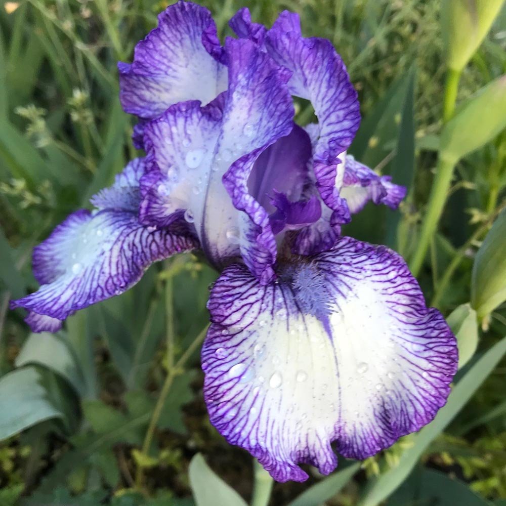 Iris Germanica (Stanjenel) Rare Edition - Bulb Plantat In Ghiveci