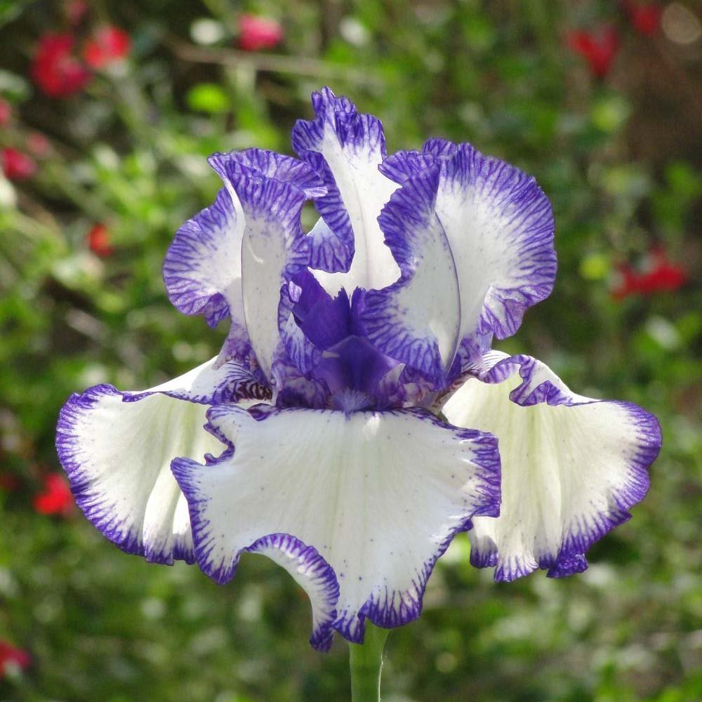 Iris Germanica (Stanjenel) Rare Edition - Bulb Plantat In Ghiveci