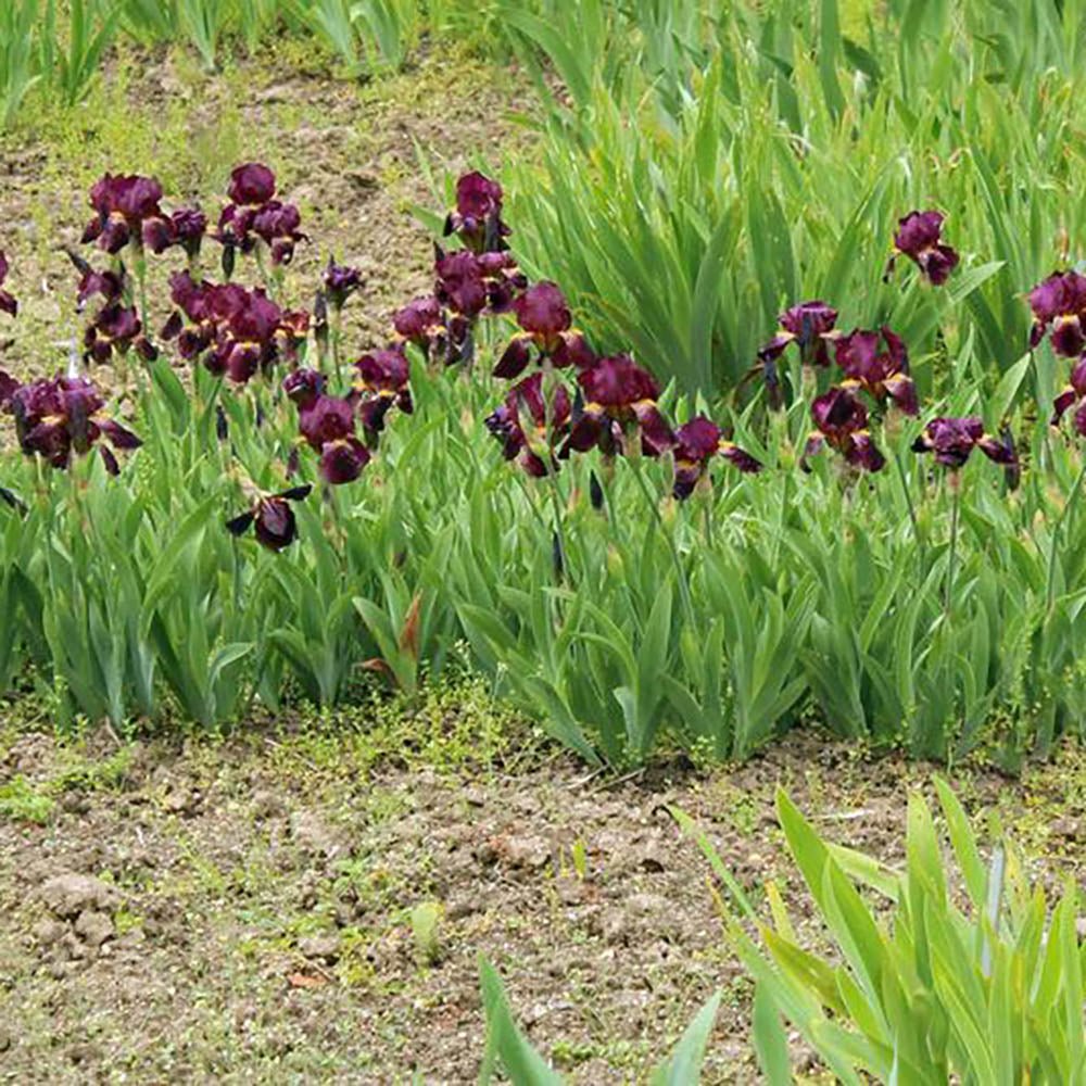Iris Germanica (Stanjenel) Red Orchid - Bulb Plantat In Ghiveci