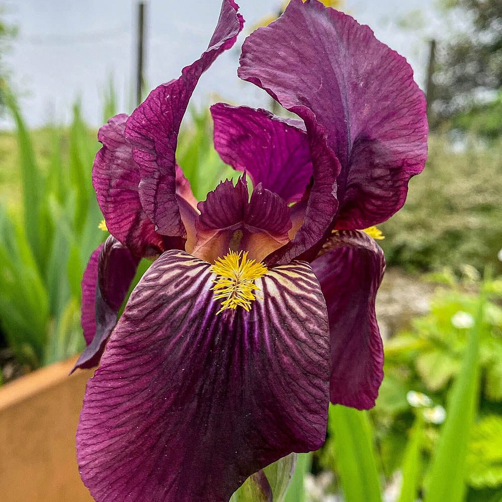 Iris Germanica (Stanjenel) Red Orchid - Bulb Plantat In Ghiveci