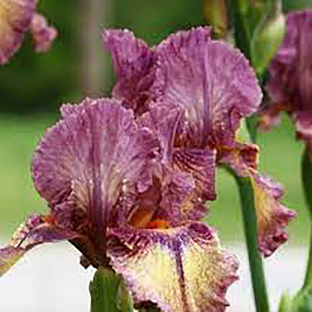 Iris Germanica (Stanjenel) Red Orchid - Bulb Plantat In Ghiveci