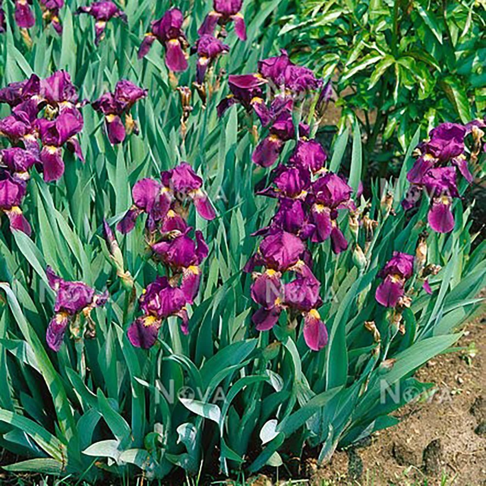 Iris Germanica (Stanjenel) Red Orchid - Bulb Plantat In Ghiveci