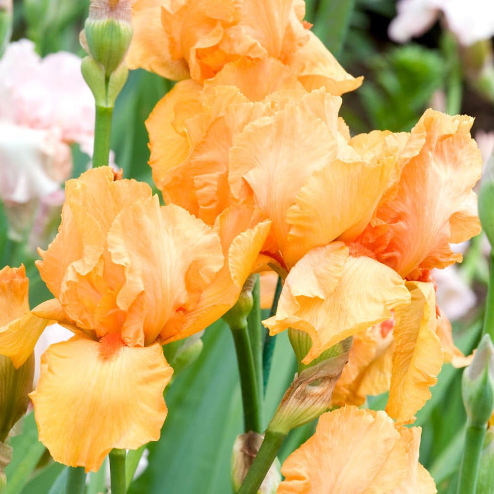 Iris Germanica (Stanjenel) Robusto