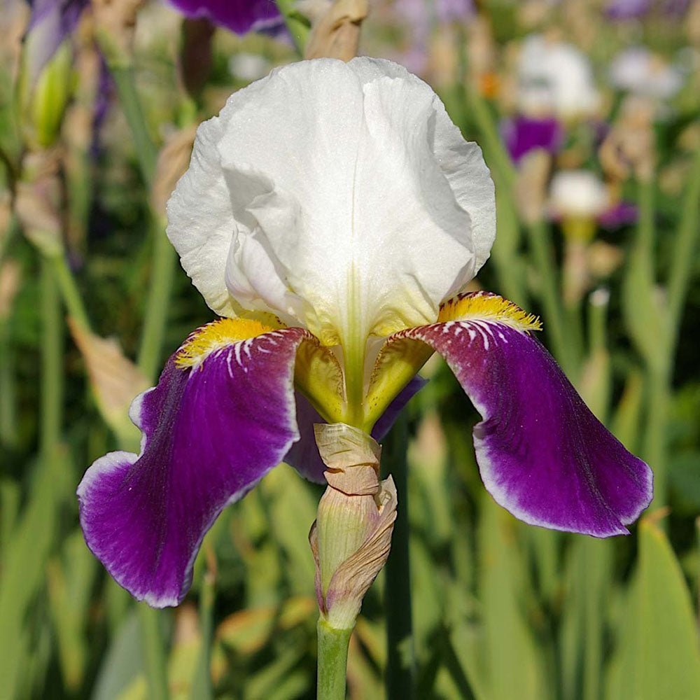 Iris Germanica (Stanjenel) Salonique - Bulb Plantat In Ghiveci