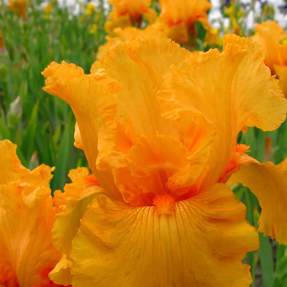 Iris Germanica (Stanjenel) Skyfire - Bulb Plantat In Ghiveci