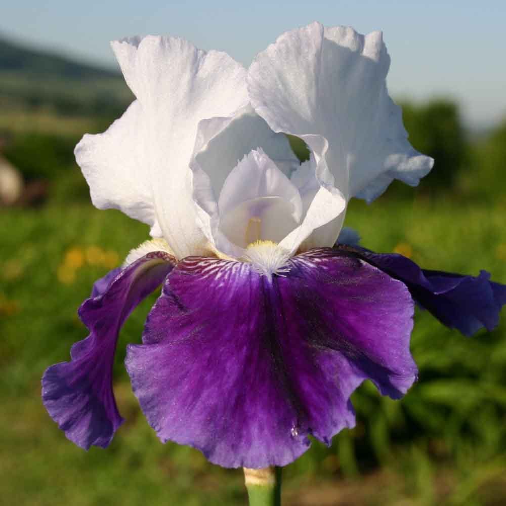 Iris Germanica (Stanjenel) Snow Mound - Bulb Plantat In Ghiveci