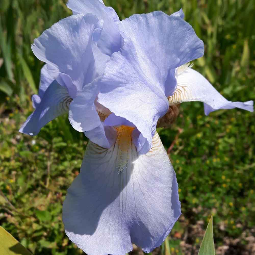 Iris Germanica (Stanjenel) Springtime Madonna - Bulb Plantat In Ghiveci