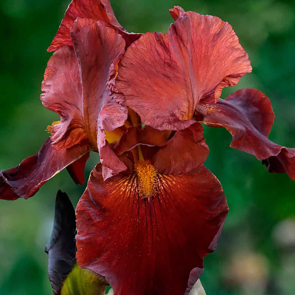 Iris Germanica (Stanjenel) Sultan'S Palace - Bulb Plantat In Ghiveci