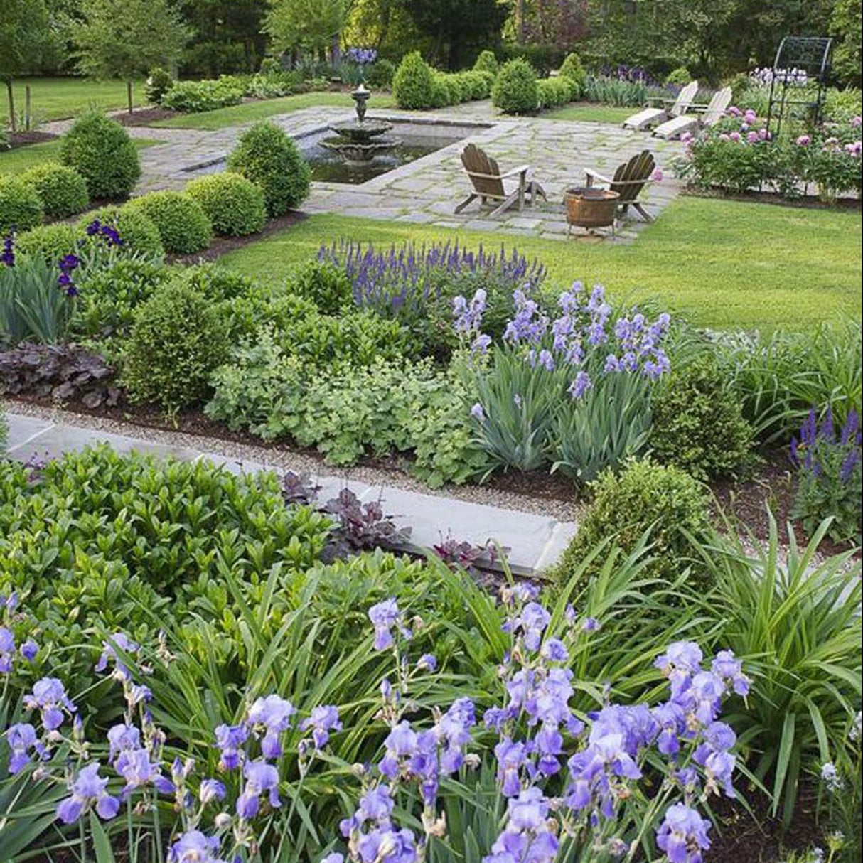 Iris Sibirica (Stanjenel) Cambridge