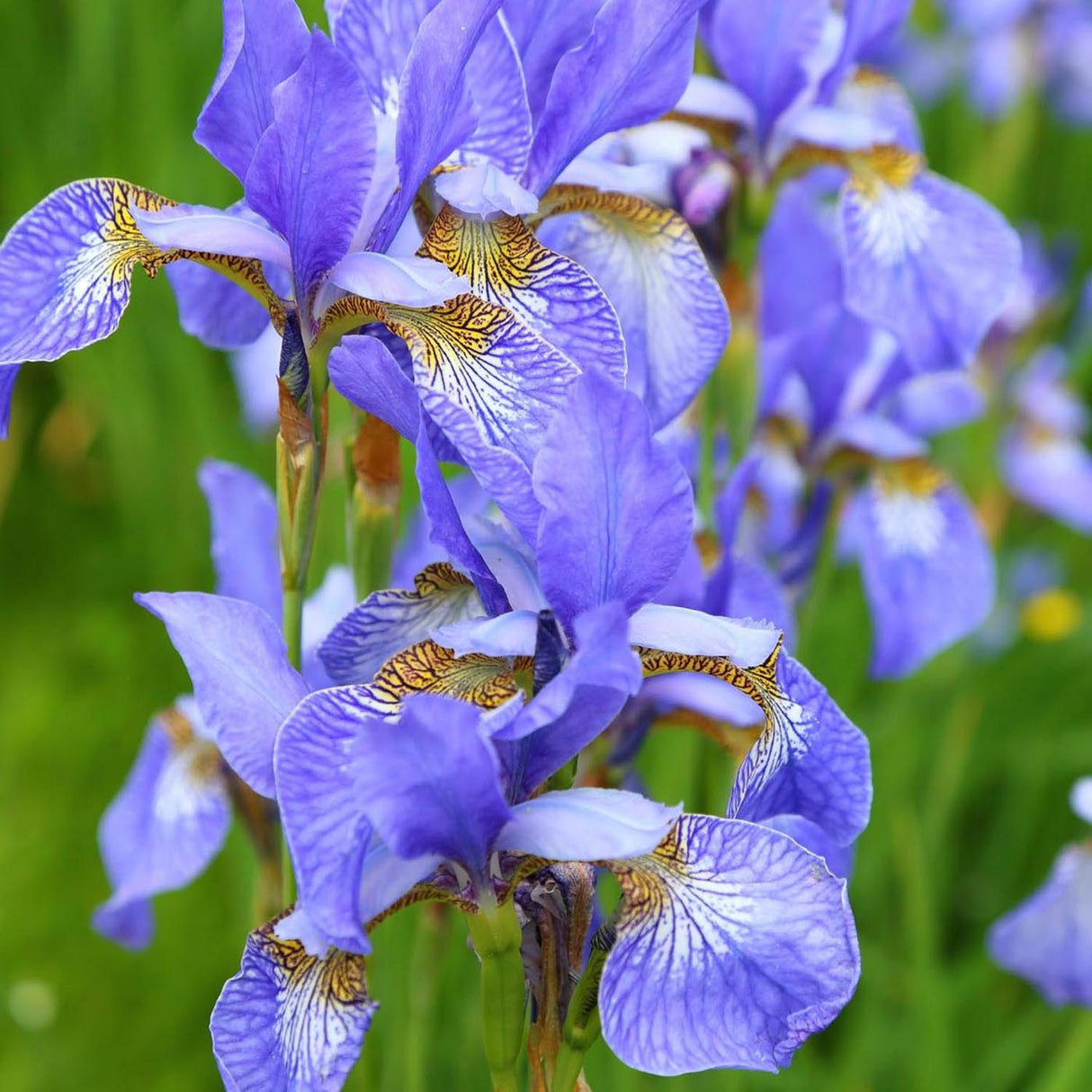 Iris Sibirica (Stanjenel) Cambridge