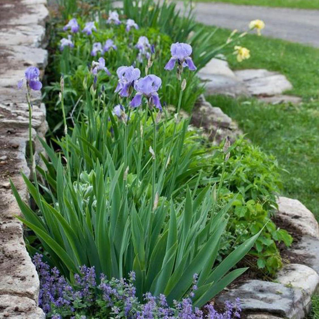 Iris Sibirica (Stanjenel) Cambridge