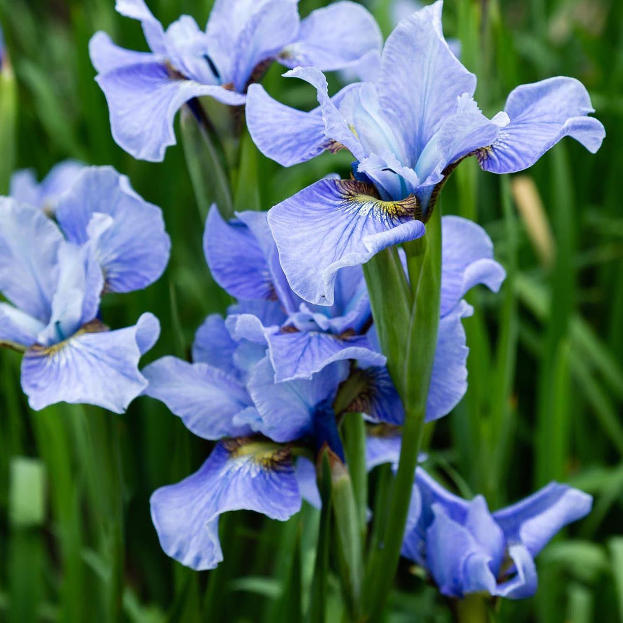 Iris Sibirica (Stanjenel) Cambridge
