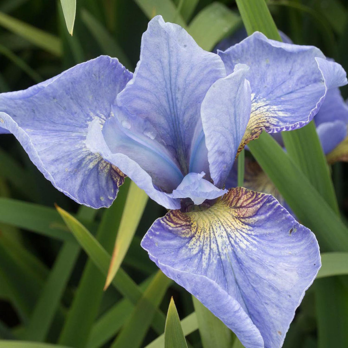 Iris Sibirica (Stanjenel) Cambridge