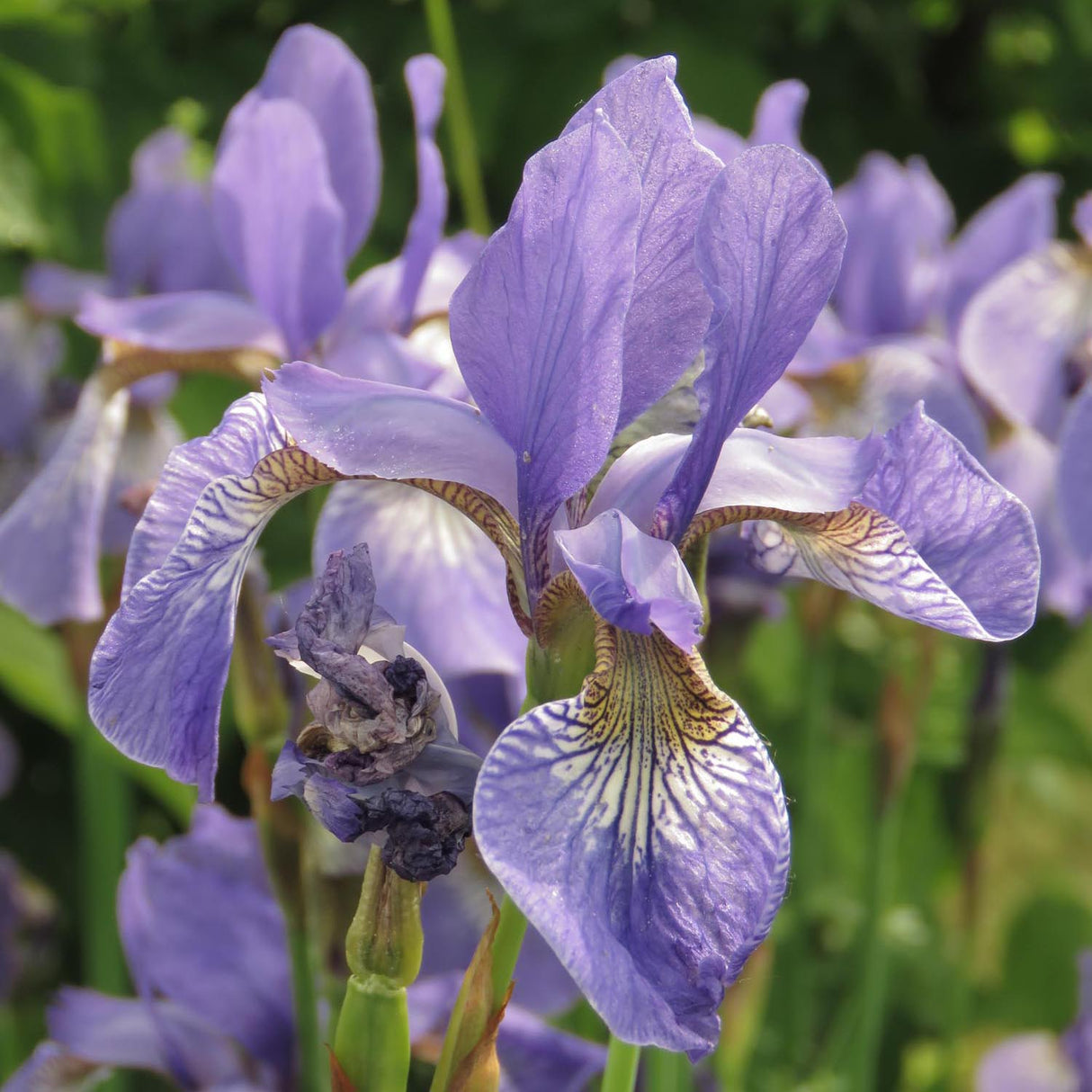 Iris Sibirica (Stanjenel) Cambridge