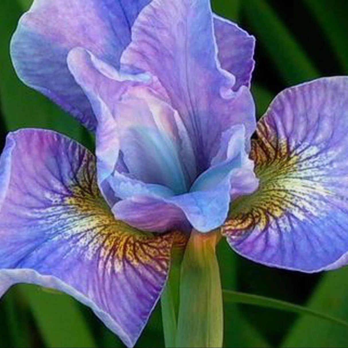 Iris Sibirica (Stanjenel) Cambridge