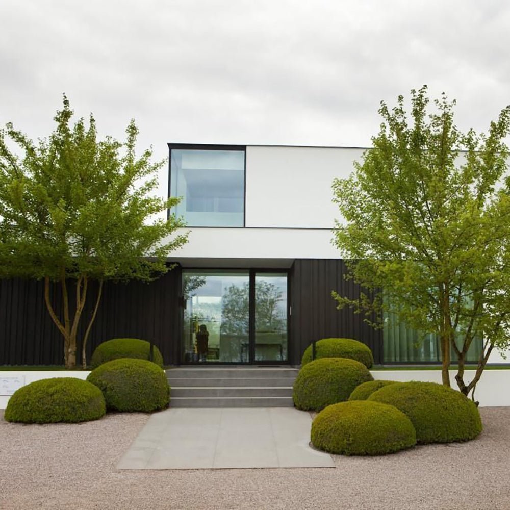 Paltin de Camp (Acer Campestre)