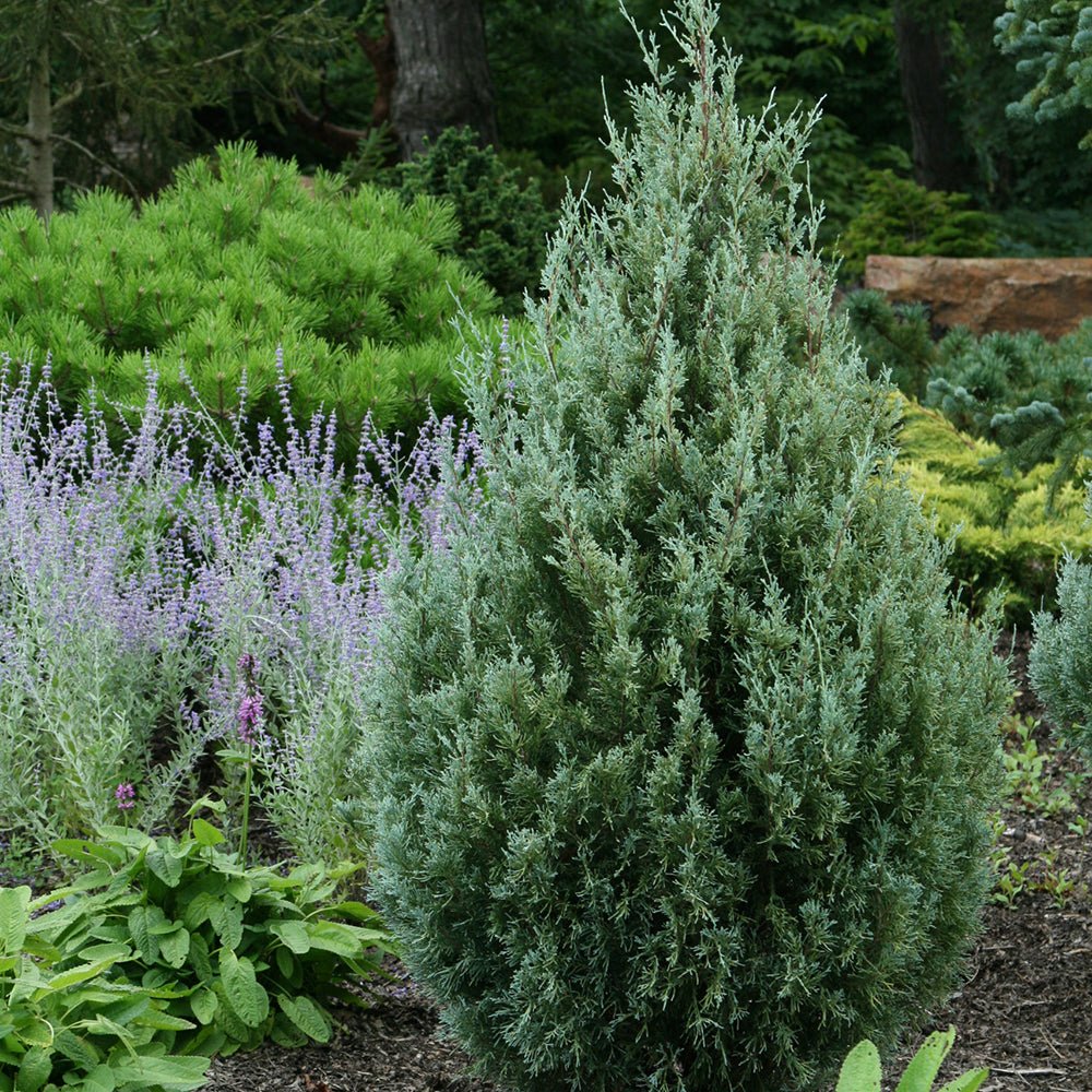 Ienupar columnar albastru-verzui Moonglow