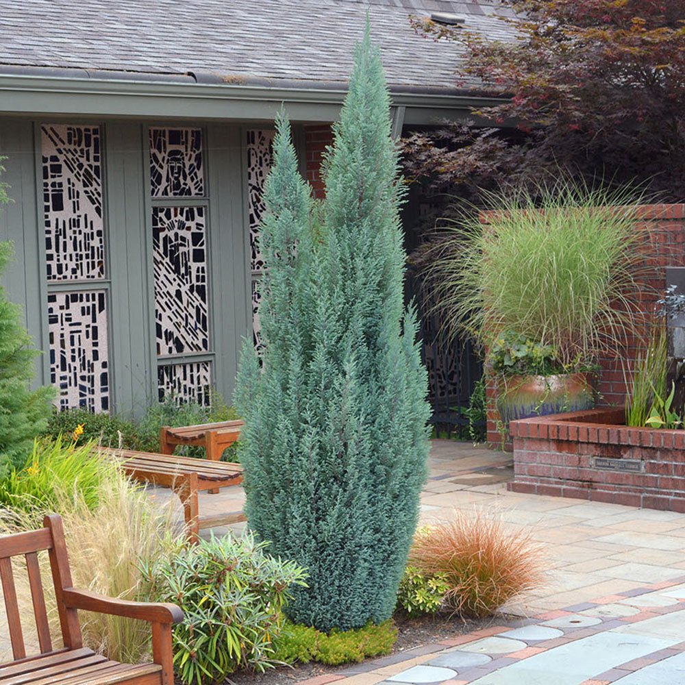 Ienupar columnar albastru-verzui Moonglow