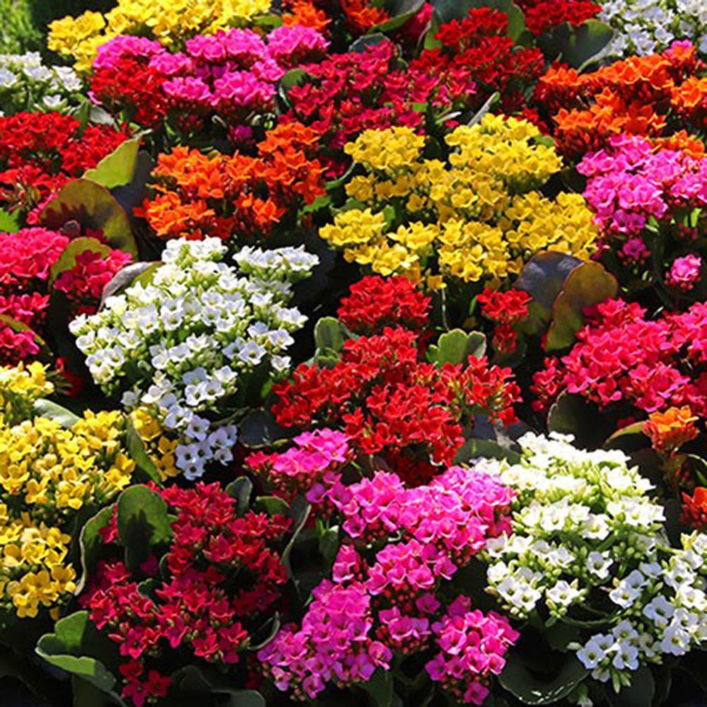 Kalanchoe blossfeldiana 5 culori - 28 cm