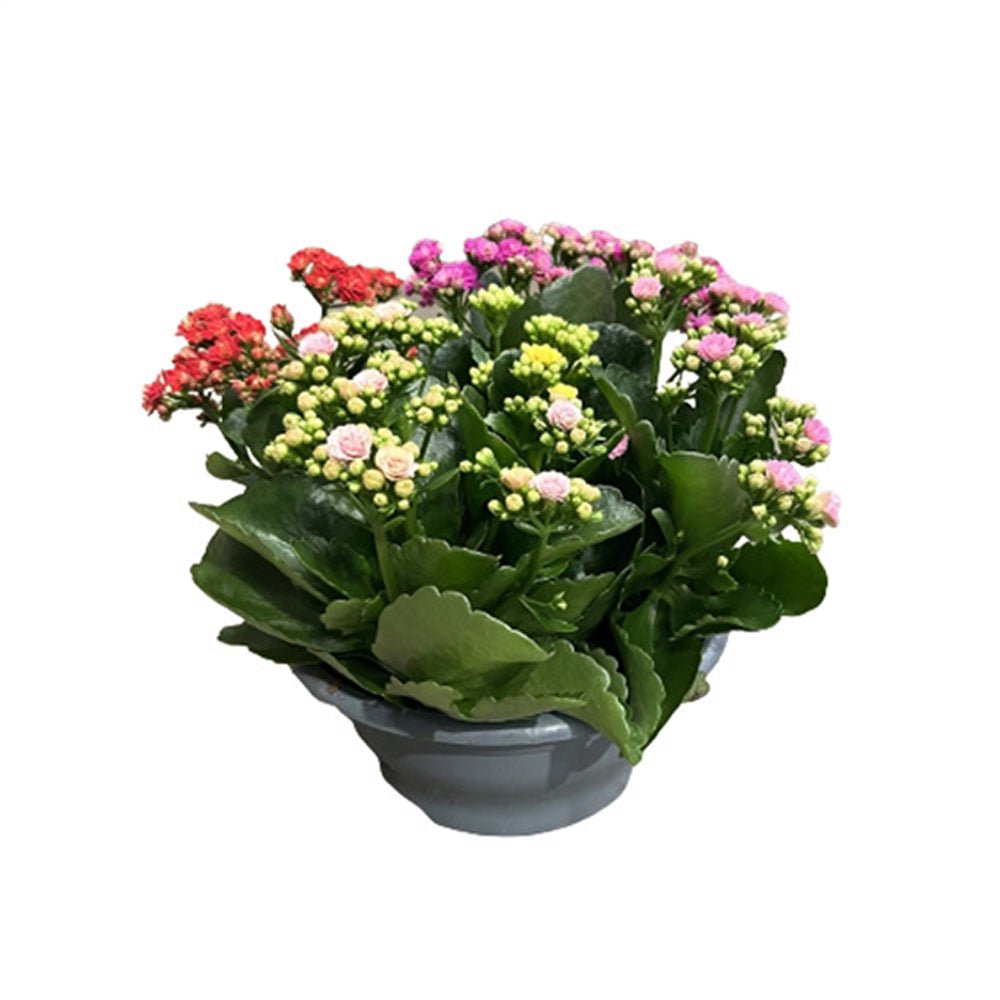 Kalanchoe blossfeldiana 5 culori - 28 cm