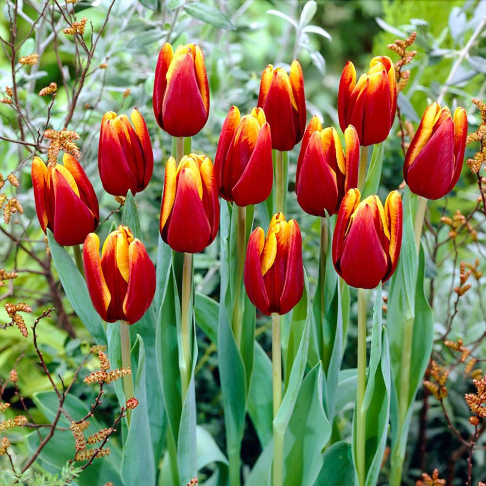 Bulbi Lalele Abu Hassan (5 Bucati/Pachet)