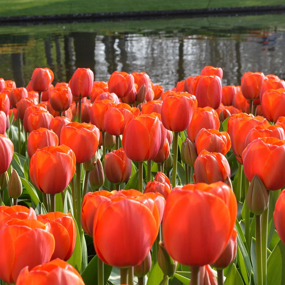 Bulbi Lalele Ad Rem (5 Bucati/Pachet)