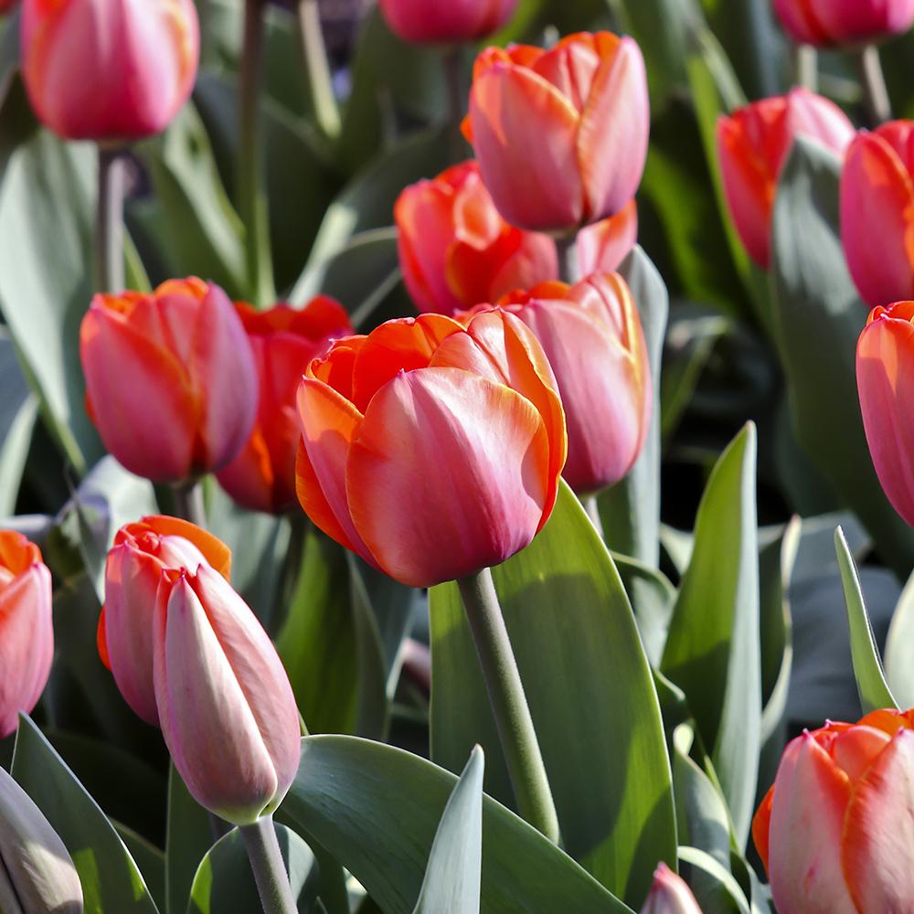 Bulbi Lalele Ad Rem (5 Bucati/Pachet)