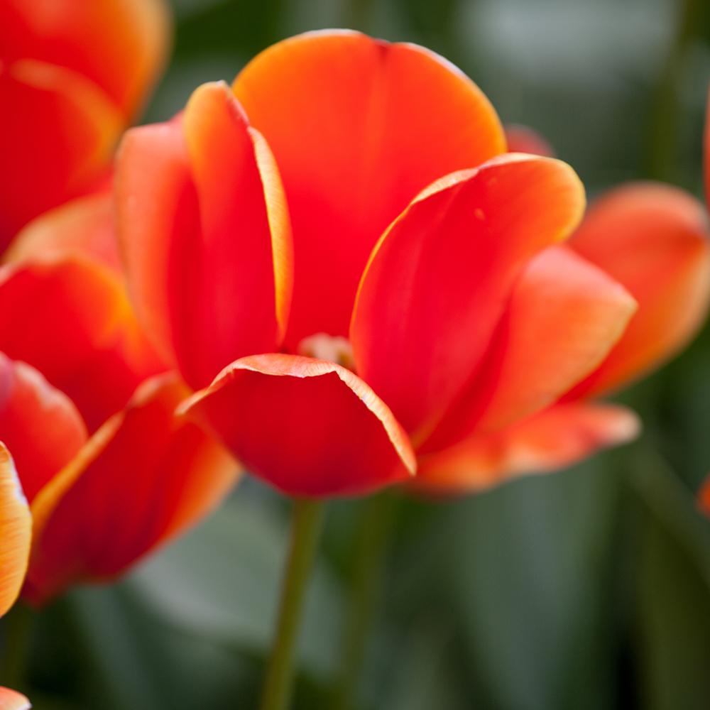 Bulbi Lalele Ad Rem (5 Bucati/Pachet)