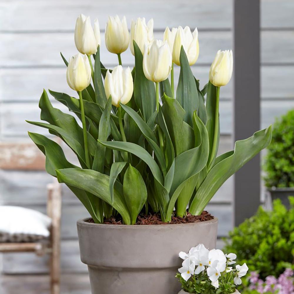 Bulbi Lalele Agrass White (5 Bucati/Pachet)