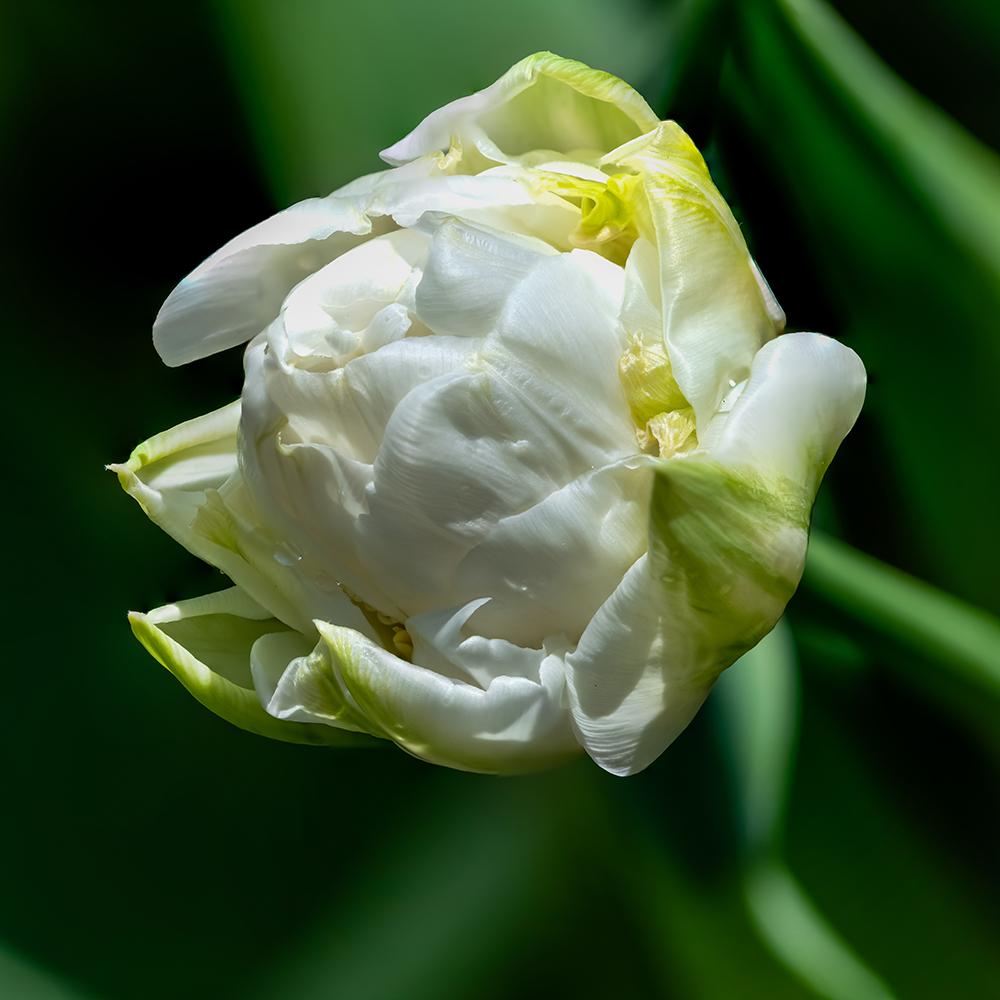 Bulbi Lalele Agrass White (5 Bucati/Pachet)