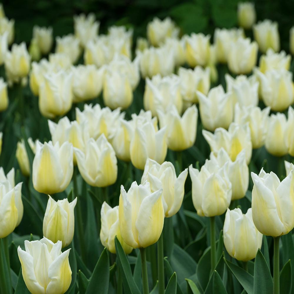 Bulbi Lalele Agrass White (5 Bucati/Pachet)