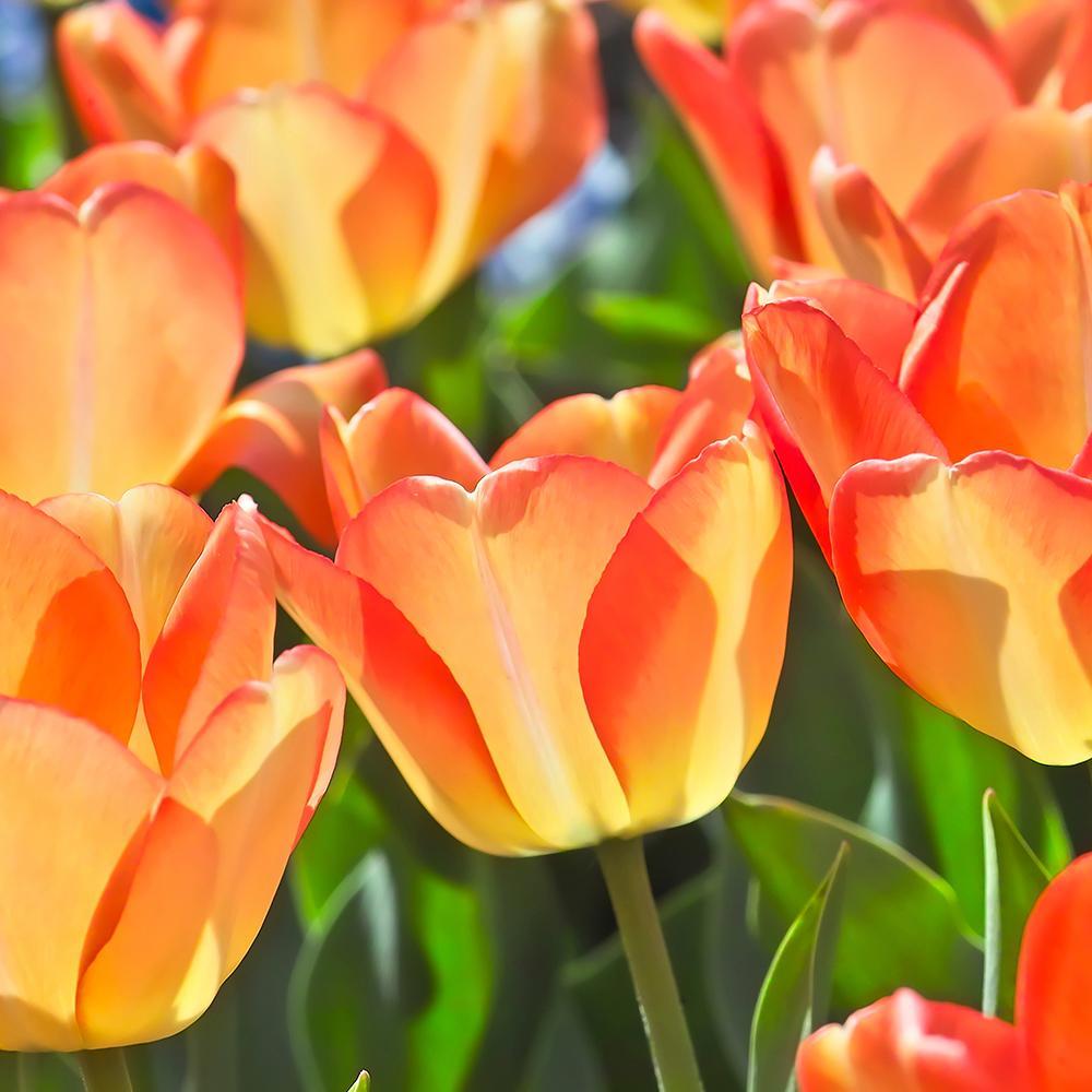 Bulbi Lalele American Dream (5 Bucati/Pachet)