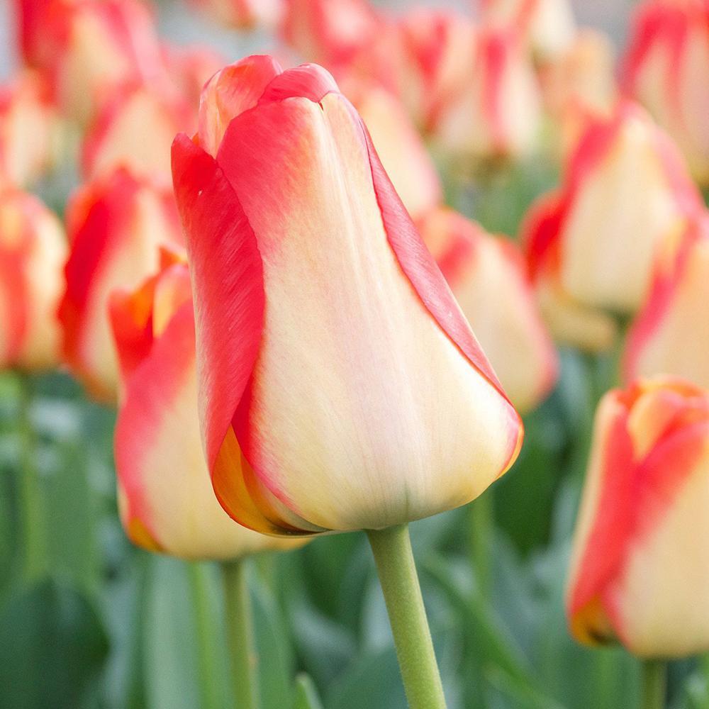 Bulbi Lalele American Dream (5 Bucati/Pachet)